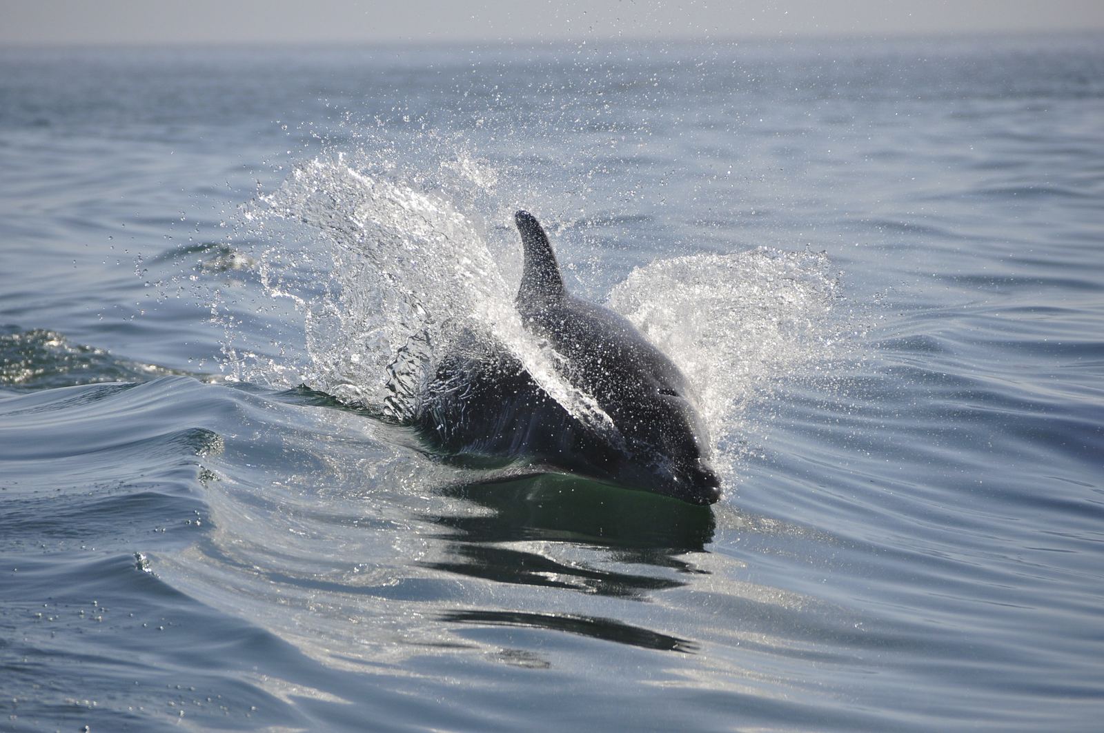 Boat Excursions Pula will make your unforgettable evening trip watching dolphins while they play