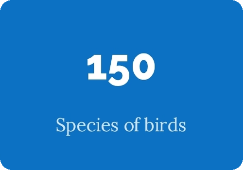 Species of birds - Brijuni Islands National Park