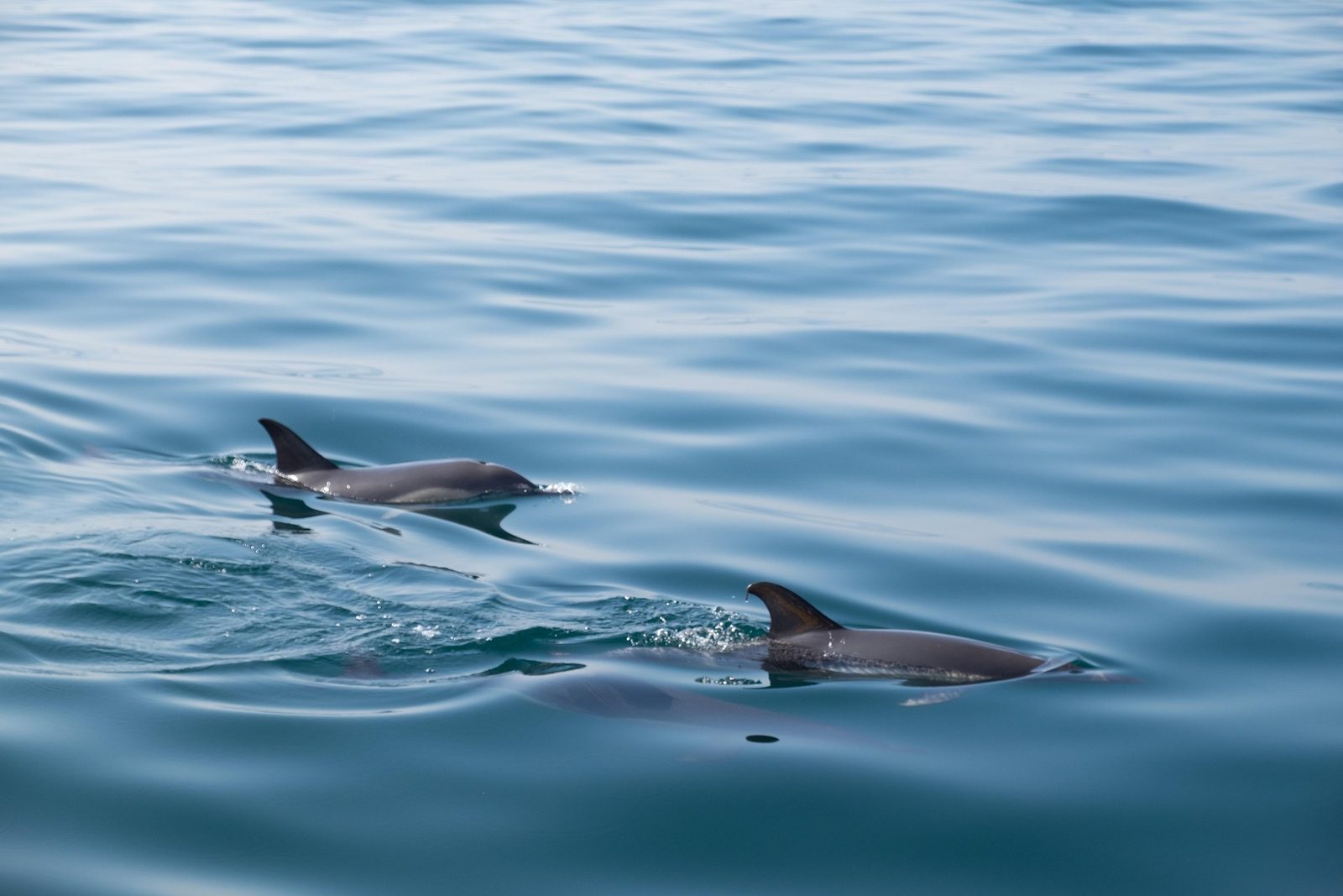 Dolphins playing in the Adriatic during boat excursion from Pula
